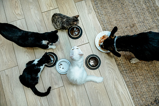 A unique scene capturing a dog and four cats peacefully eating from their bowls together, illustrating harmony and companionship among pets