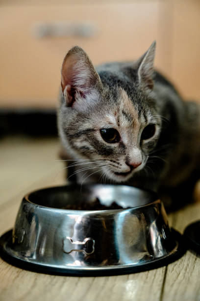 istock Feline mealtime at home 1863021844