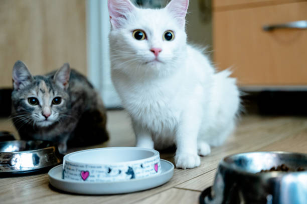 A snapshot of a pet cat eating from a bowl inside a house, showcasing the routine and comfort of indoor pet care