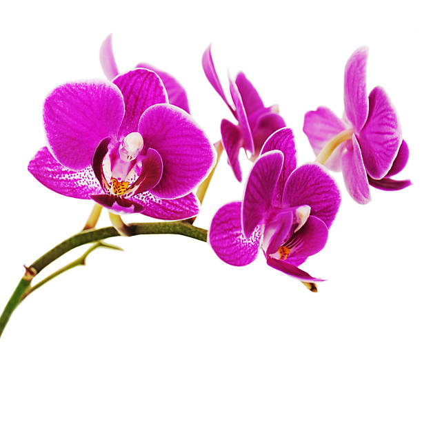 istock Very rare purple orchid isolated on white background. 186302209
