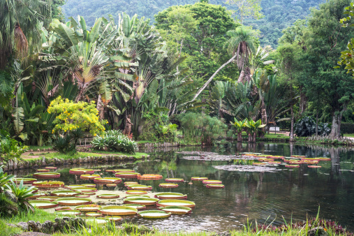 Victoria Regia - the largest water lily in the world, Botanical Garden of Rio de Janeiro, Brazil