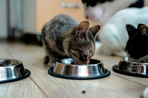 A candid shot of a cat engaged in eating from its bowl, placed within the familiar surroundings of a home, emphasizing the pet's everyday life