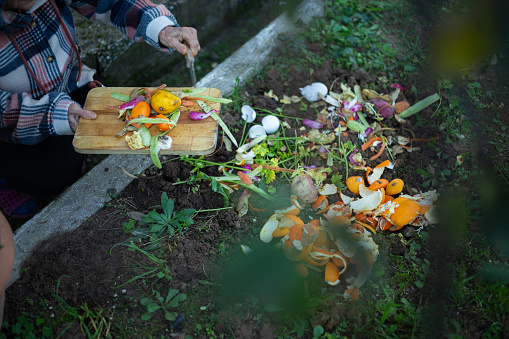 pouring vegetable peels into soil as fertilizer to reduce food waste