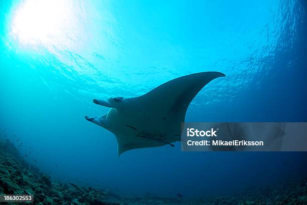 Foto de Raia Manta Deslizando Até O Mar e mais fotos de stock de Animal - Animal, Aproximar, Areia