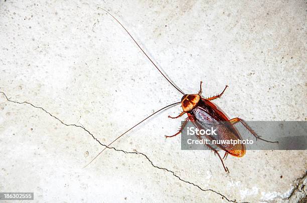 Close Up Cockroach Stock Photo - Download Image Now - Cockroach, Wall - Building Feature, Killing