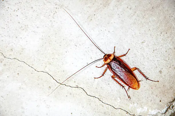 Photo of Close up cockroach