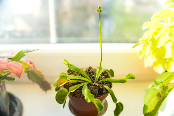 istock Venus flytrap, Dionaea muscipula, carnivorous plant Begins to bloom, 1863029774
