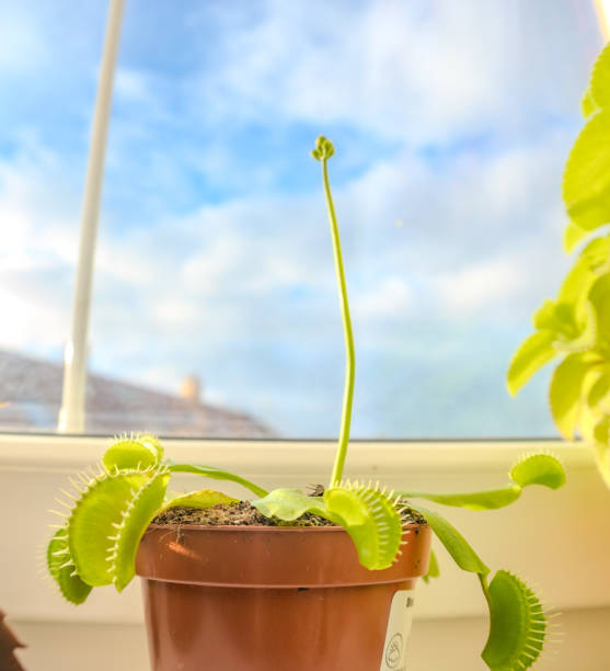 istock Venus flytrap, Dionaea muscipula, carnivorous plant Begins to bloom, 1863029776