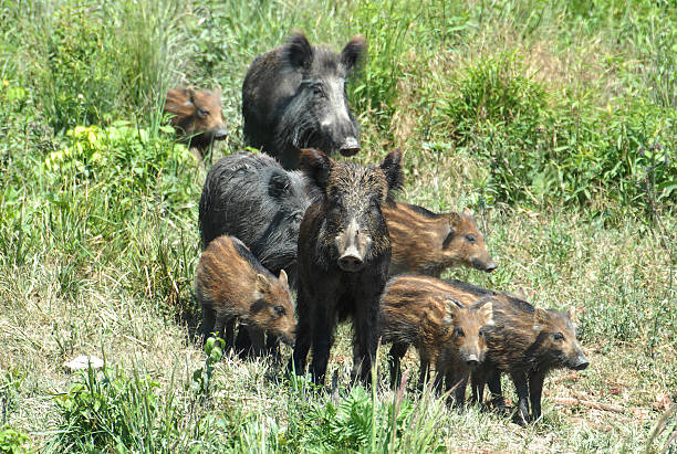 istock Wild boar family 186303522