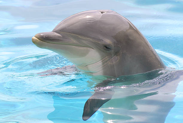 istock Head of  bottlenose dolphin 186303840