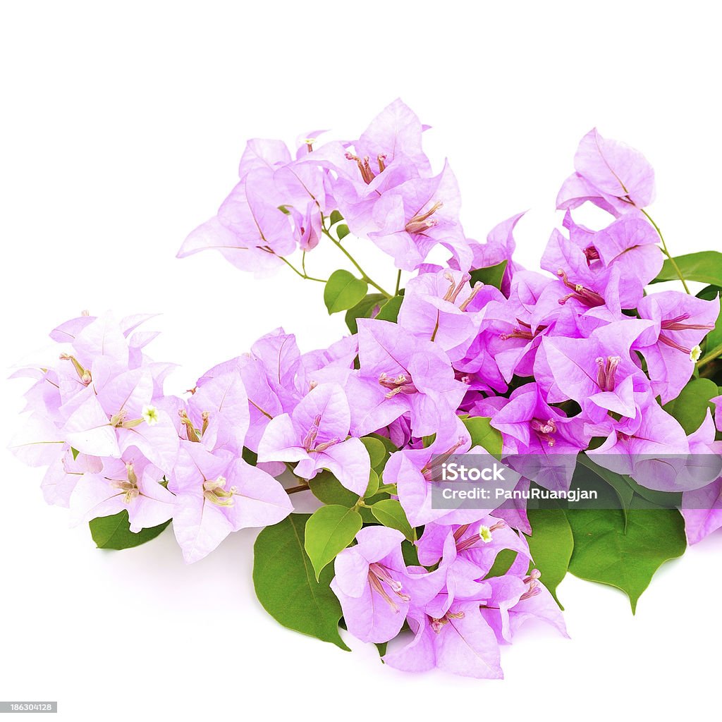 Bougainvillea Tropical Bougainvillea flower, isolated on a white background Beauty Stock Photo