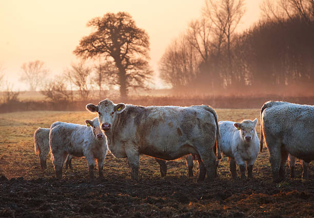 Herd of cows in a field at sunset