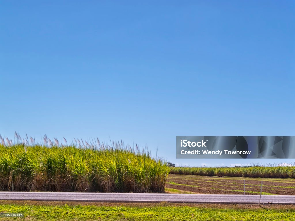 Sugar Cane crop near a road Agricultural Field Stock Photo