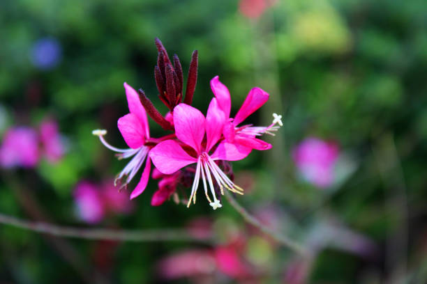 Pink flower, Oenothera lindheimeri