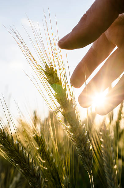 agricultor cuidados para o campo - wheat freedom abundance human hand imagens e fotografias de stock