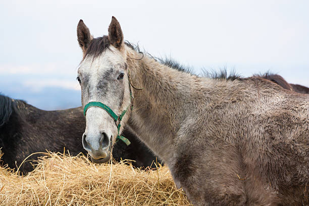 istock horse eating hay 186304908