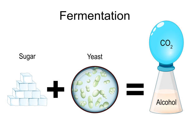 illustrations, cliparts, dessins animés et icônes de fermentation. processus métabolique. - fungus science bottle glass