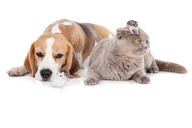 istock dog, cat and hamster 186305051