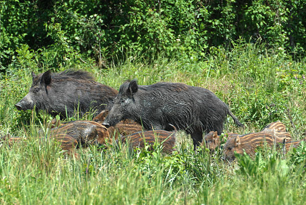 istock Wild boar family 186306507