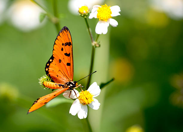 istock Tawny Coster Butterfly (Acraea violae) 186306542