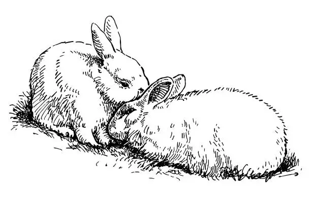Vector illustration of Sketch of pair cute loving fluffy white rabbits sitting in grass