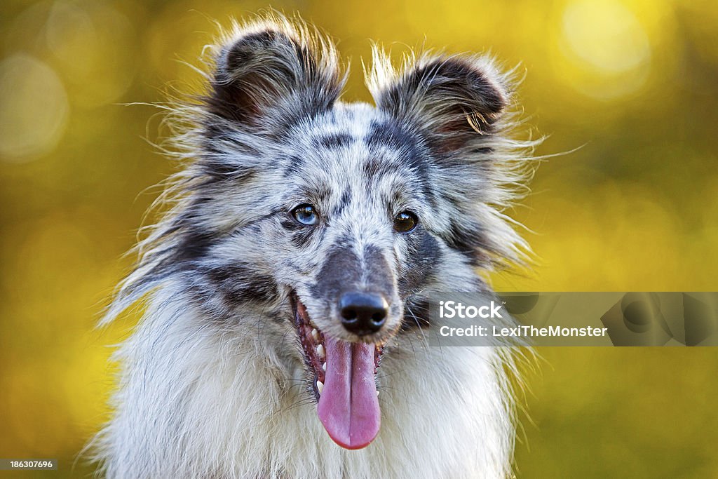 Shetland Sheepdog A shot of a bi-blue shetland sheepdog. Hope you enjoy her happy face. Animal Stock Photo