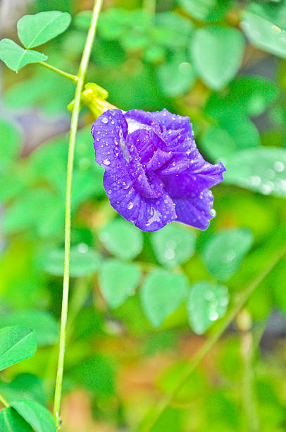 istock Clitoria ternatea or butterfly-pea. In Southeast Asia 186307752