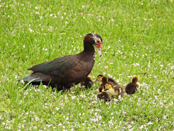 istock Muscovy Duck (Cairina moschata) - Mom and ducklings resting in the grass 1863079968