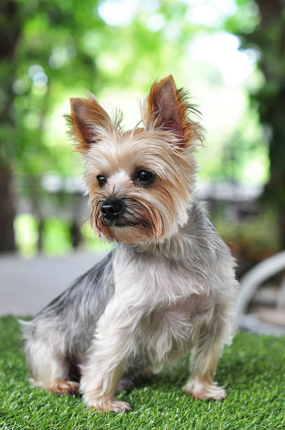 istock portrait of Yorkshire Terrier 186308093