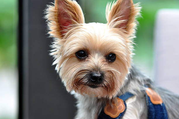 portrait of Yorkshire Terrier stock photo
