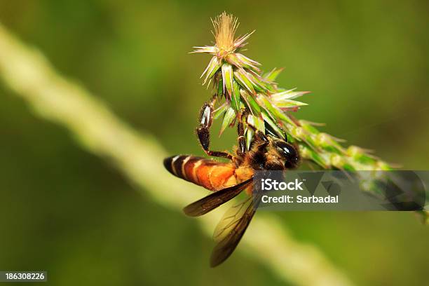 Photo libre de droit de Abeille Menuisière Nourrir Fleur Vertimage banque d'images et plus d'images libres de droit de Abeille - Abeille, Abeille menuisière, Antennes