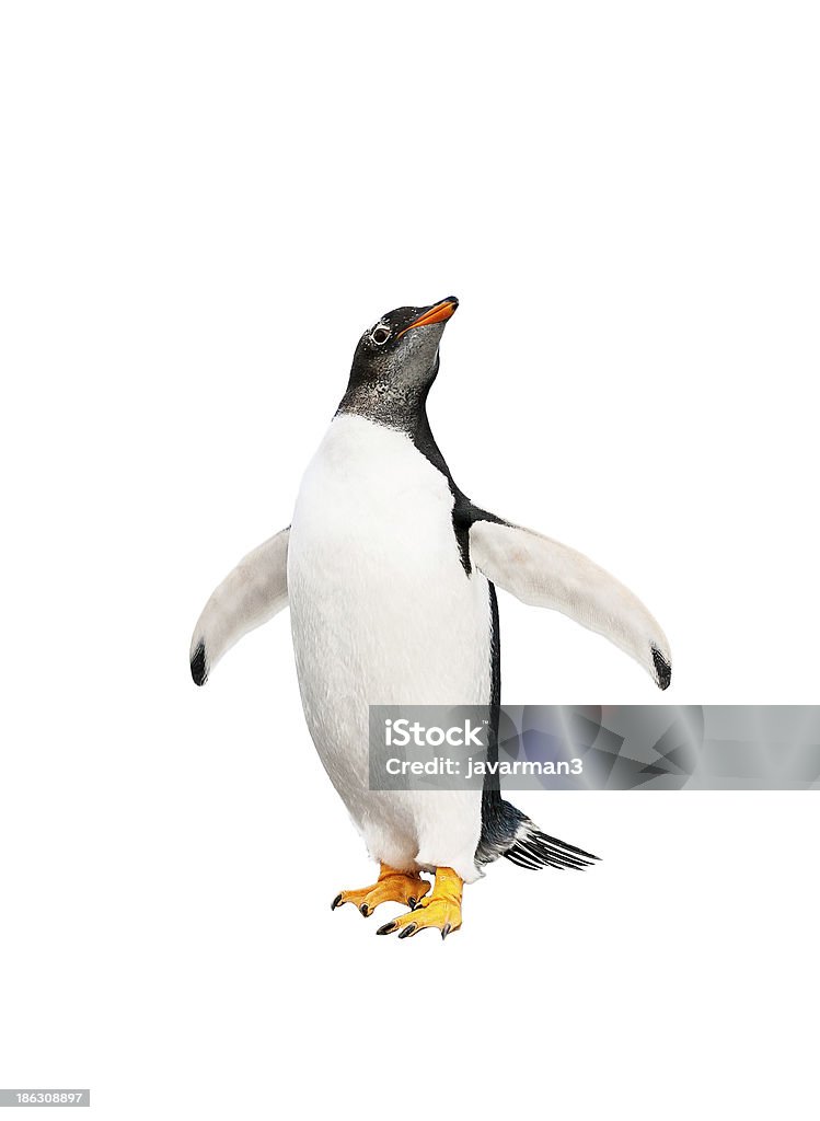 gentoo penguin over white background Penguin Stock Photo