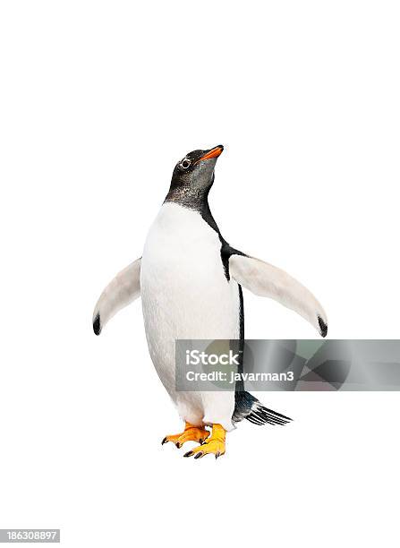 Gentoo Penguin Over White Background Stock Photo - Download Image Now - Penguin, Cut Out, Gentoo Penguin