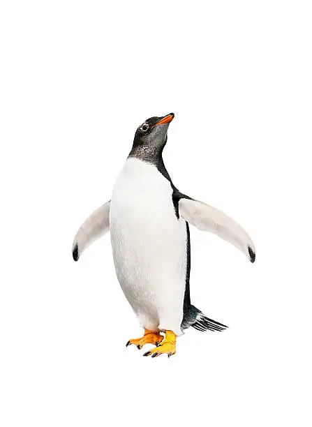 Photo of gentoo penguin over white background