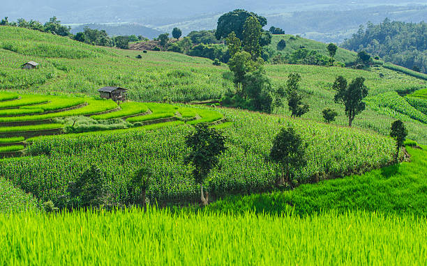 istock Mountain Farm in Chiang Mai 186309018