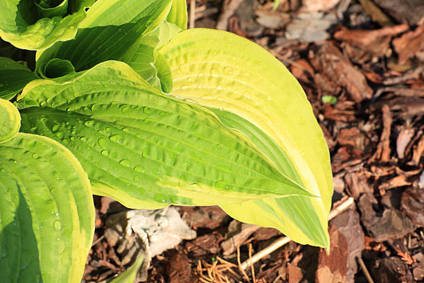 istock Beautiful green leaf outdoor nature 186309739
