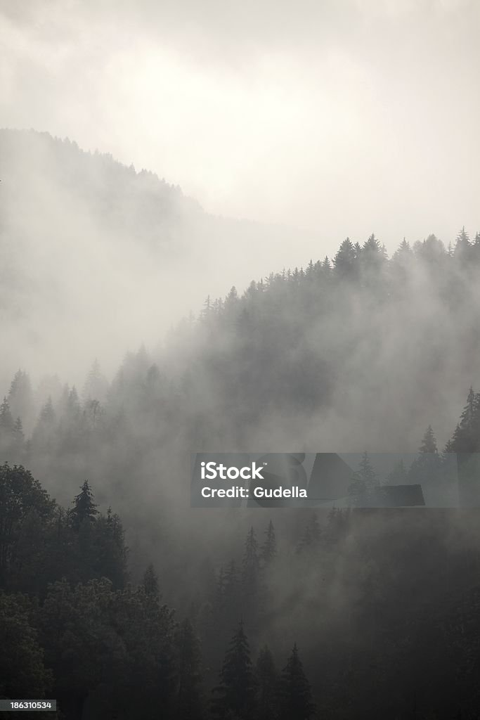 Foggy forest Fog covering the mountain forests Backgrounds Stock Photo