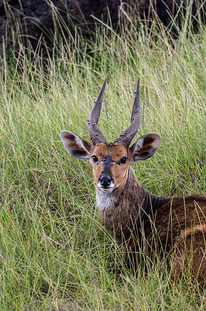Bushbuck A male bushbuck rests in tall grass in the Serengeti in Tanzania, Africa bushbuck stock pictures, royalty-free photos & images