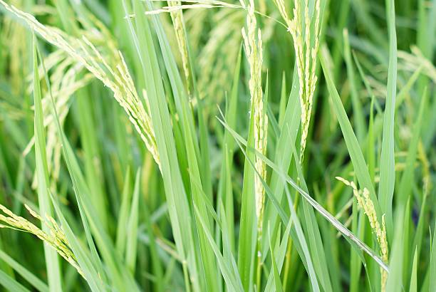 istock Ripening rice in a paddy field 186310675
