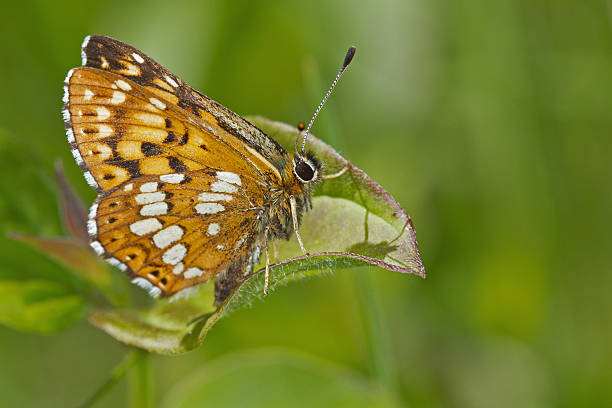 Lucin hamearis Duke of Burgundy resting on a leaf in edge of the forest. Vercors, France. butterfly hamearis lucina stock pictures, royalty-free photos & images