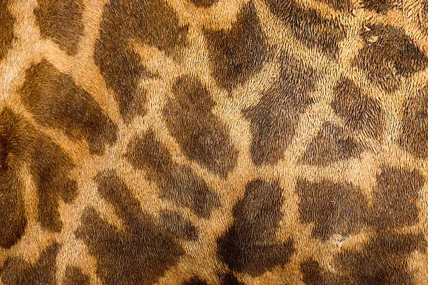 Photo of Giraffe spots