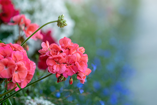 Beautiful Antirrhinum majus dragon flower is blooming in the garden