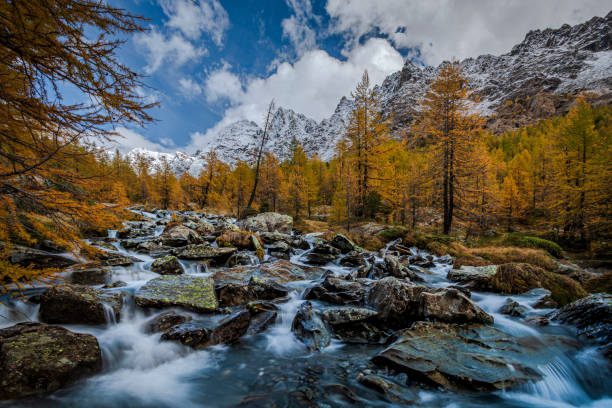 Long exposure on Duino creek with larches autumn dressed and the snow capped Alps in the back