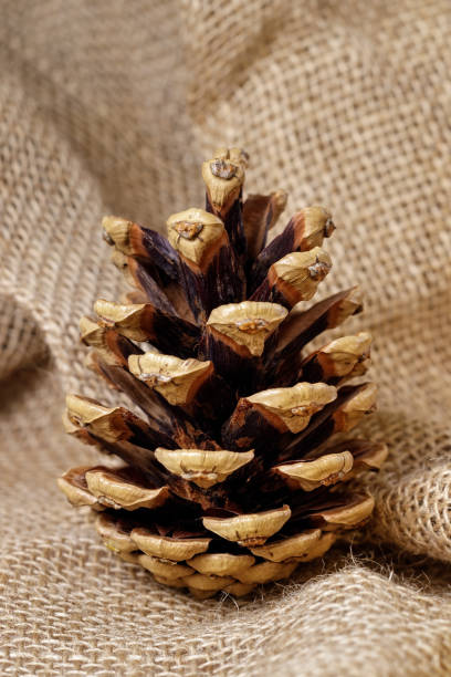 istock Old brown pinecone, on sackcloth burlap background. Vertical photo 1863111699