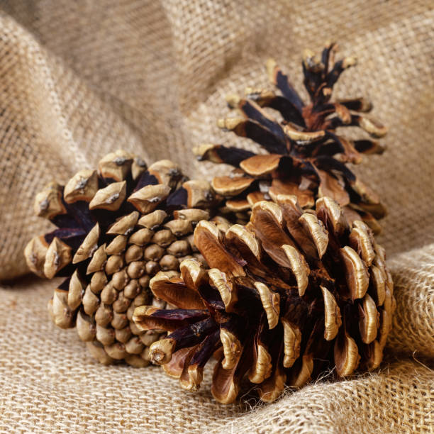 istock Three brown pine cones, on sackcloth burlap background. Square photo 1863112203