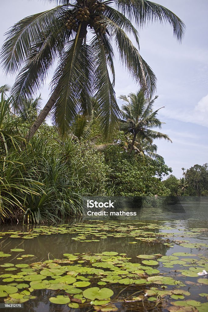 Palmas das mãos ao longo dos canais. E Lagos em Backwaters de - Royalty-free Ao Ar Livre Foto de stock