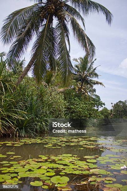 Palmas Das Mãos Ao Longo Dos Canais E Lagos Em Backwaters De - Fotografias de stock e mais imagens de Ao Ar Livre