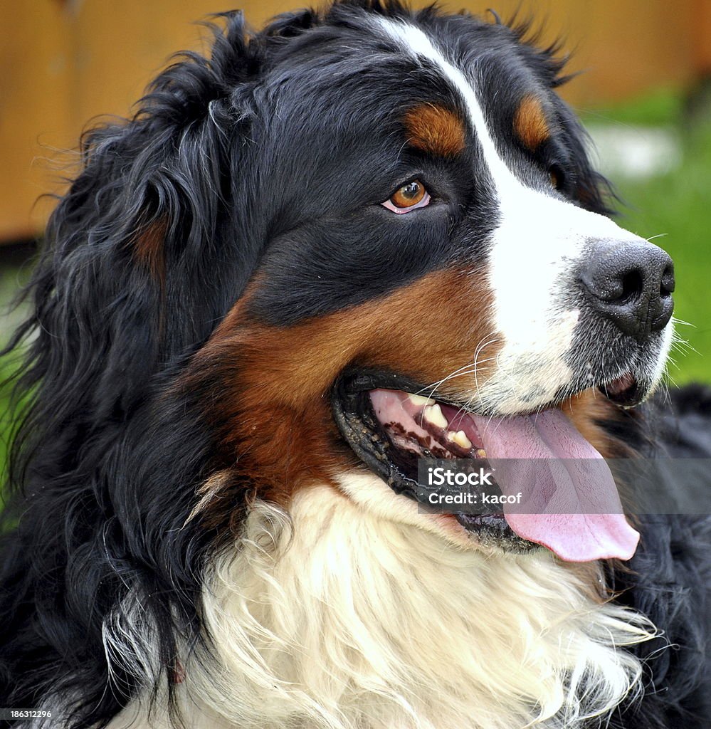 Бернская горная собака - Стоковые фото Бернский зенненхунд роялти-фри