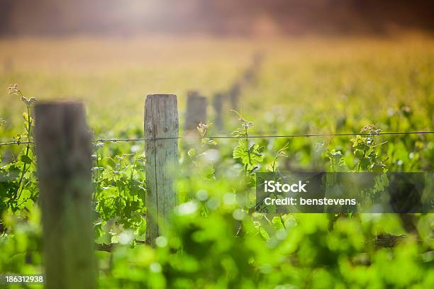 Field Of Green Vines And Wooden Posts Under The Sun Stock Photo - Download Image Now