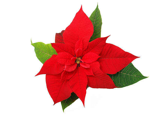 istock Poinsettia flower 186312943